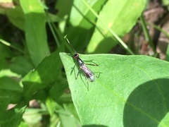 Rainieria