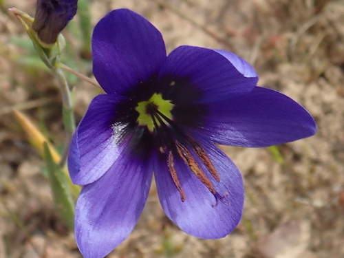 Blue Pride-of-Nieuwoudtville (Geissorhiza splendidissima)
