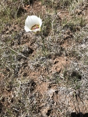 Calochortus ambiguus