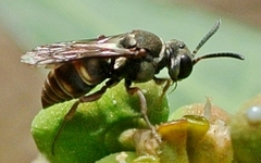 Acanthostethus
