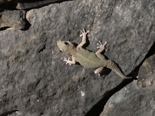 Tarentola angustimentalis