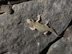 Tarentola angustimentalis