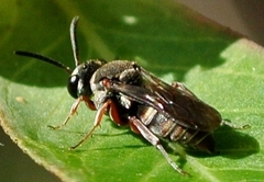 Acanthostethus