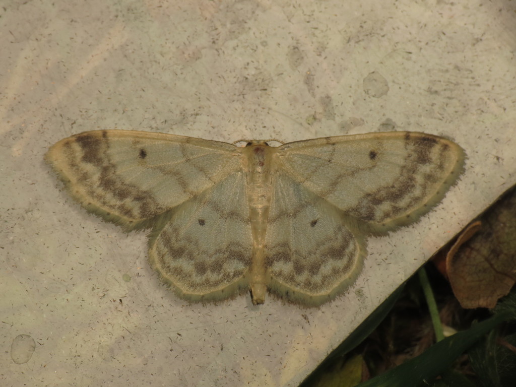Idaea biselata extincta