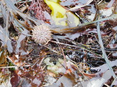 Strongylocentrotidae