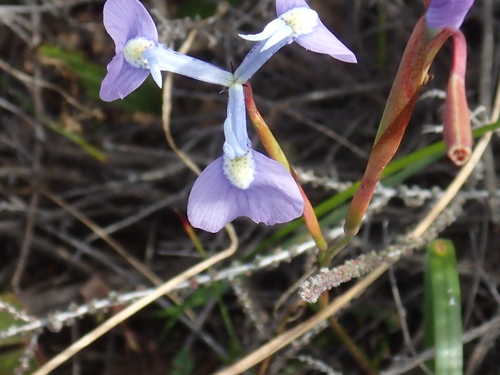Grand Tulp (Moraea grandis)