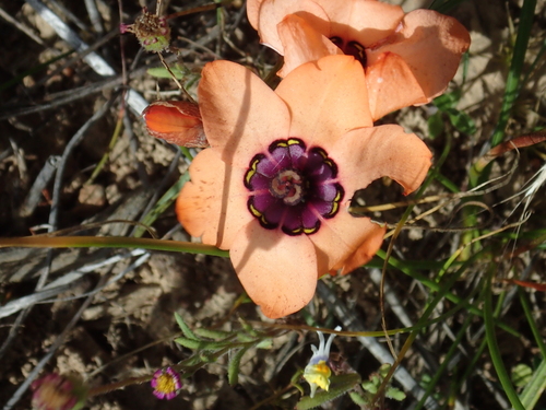 Elegant Silklily (Sparaxis elegans)