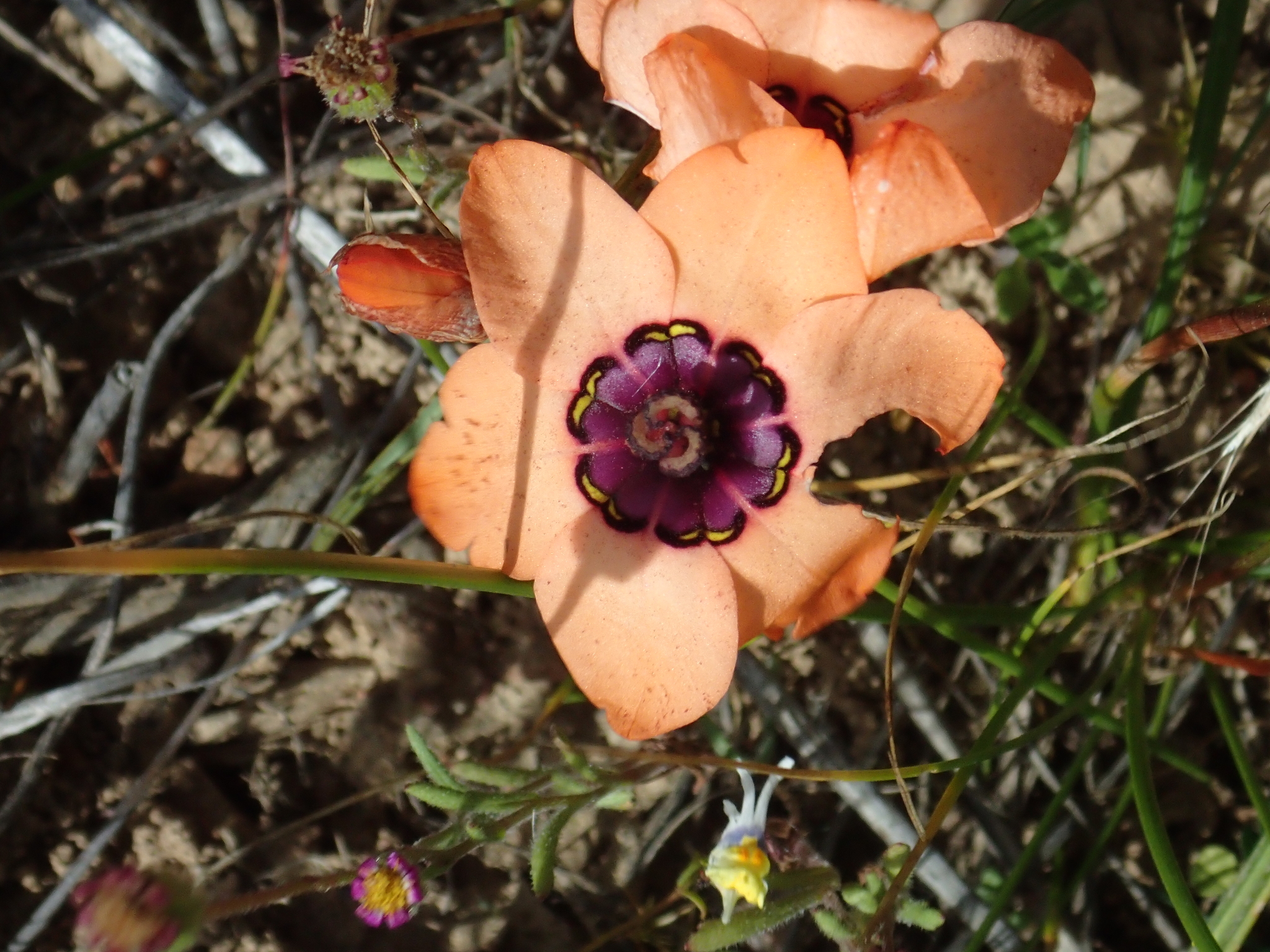 Elegant Silklily (Sparaxis elegans)