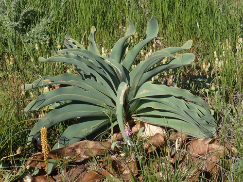 Image of Boophone haemanthoides by (c) Rosario, some rights reserved (CC BY)