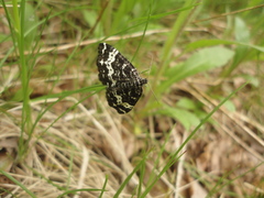 Rheumaptera hastata