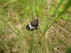 Rheumaptera hastata