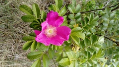 Rosa rugosa