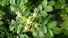 Rosa rugosa