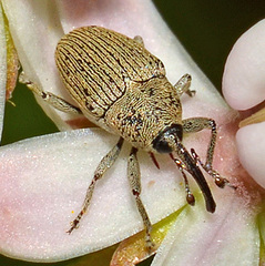 Geraeus