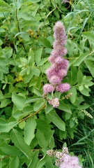 Spiraea pseudosalicifolia