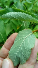 Spiraea pseudosalicifolia
