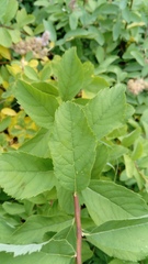 Spiraea pseudosalicifolia
