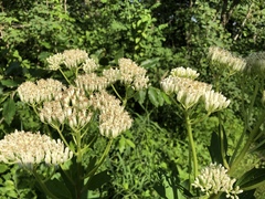 Arnoglossum plantagineum