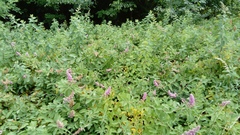 Spiraea pseudosalicifolia