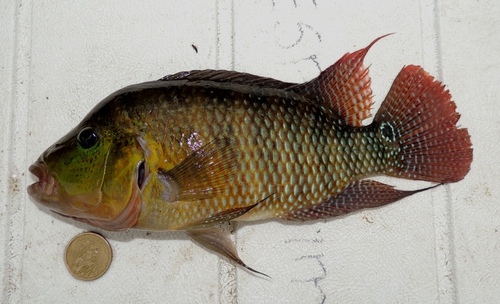 Red terror cichlid (Mesoheros festae) — Cichlidae — 2