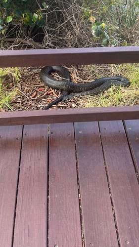 Diamond Python sighting