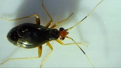 Orthonotus rufifrons