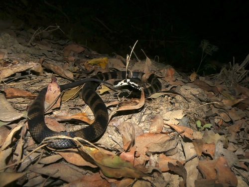 Stephens' Banded Snake sighting