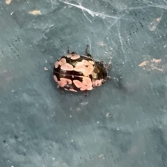 Calligrapha multiguttata