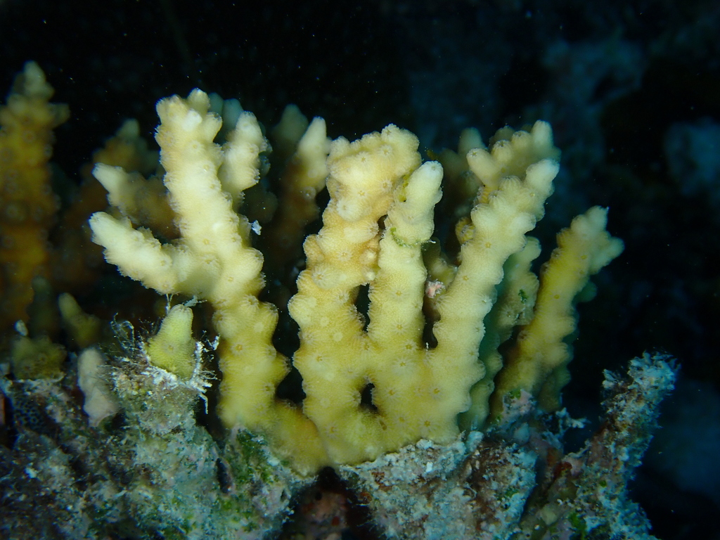 lesser knob coral