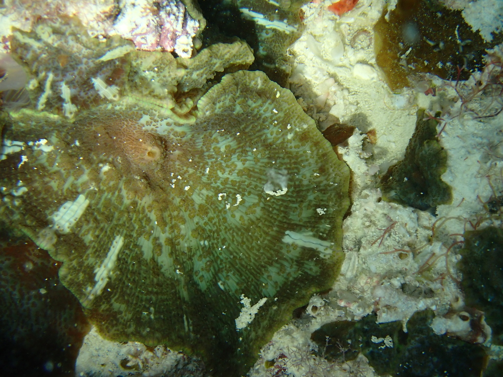 Photo of Umbrella corallimorph (Discosoma nummiforme)