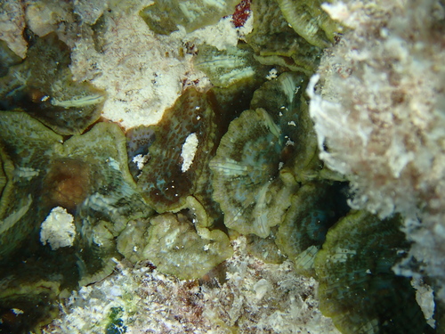 Photo of Umbrella corallimorph (Discosoma nummiforme)