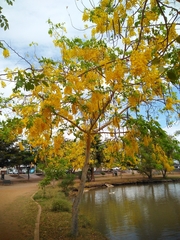 Cassia fistula