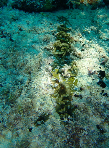 Photo of Umbrella corallimorph (Discosoma nummiforme)