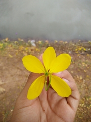 Cassia fistula