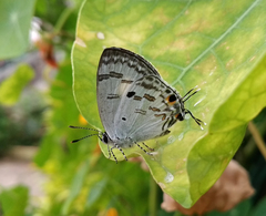 Hypolycaena kina
