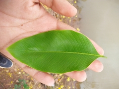 Cassia fistula