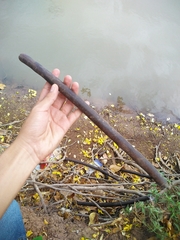 Cassia fistula