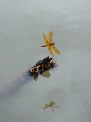 Perithemis intensa