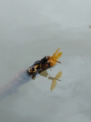 Perithemis intensa