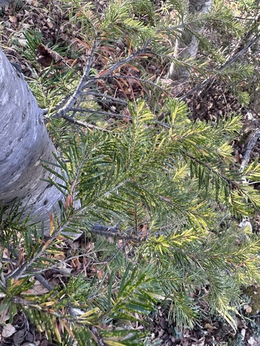 Hinggan fir (Abies nephrolepis)