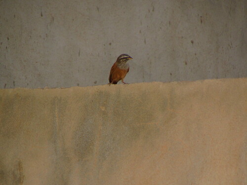 House Bunting