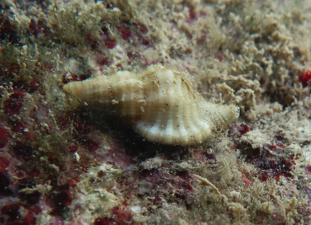 Monoplex mundus