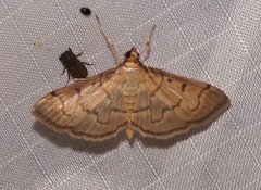 Herpetogramma theseusalis