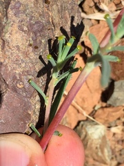 Calycadenia truncata