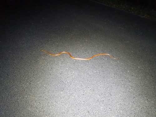 Brown Tree Snake sighting