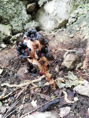 Bdallophytum americanum
