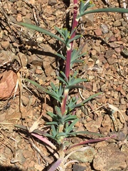 Calycadenia truncata