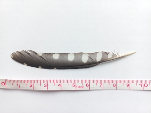 Plume de Pic tridactyle