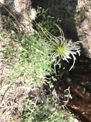 Clematis hirsutissima
