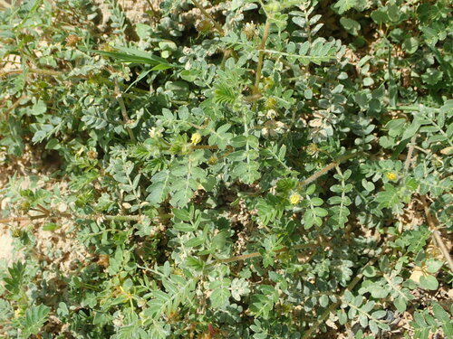 puncture vine